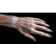 el-bilegi-anatomisi