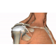 omuz-anatomisi