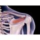 omuz-rotator-manset-yirtigi-ameliyati-ile-ilgili-bilinmesi-gerekenler